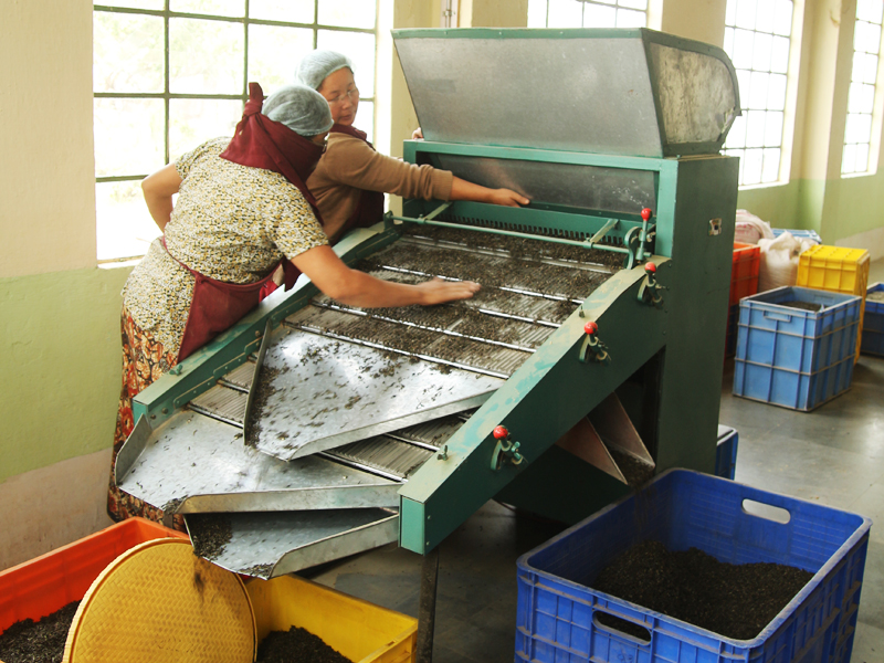 Orthodox與CTC,基礎紅茶製法