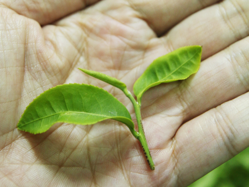 台灣紅茶再起:花蓮舞鶴蜜香紅茶