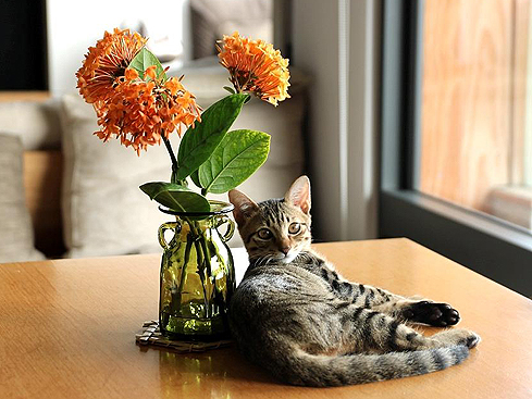 【家貓日記】這個夏天。一些貓時光與貓風景