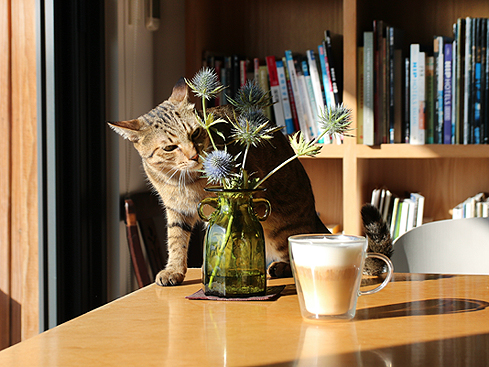 戴洛維夫人去買花