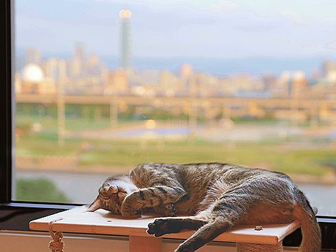 【家貓日記】從春到夏，一些貓時光與貓風景