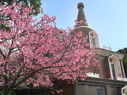 2022.02.11 新北投善光寺(櫻花季)