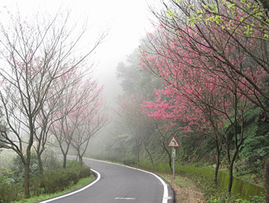 2010.01.30 新北三芝 青山路櫻花道