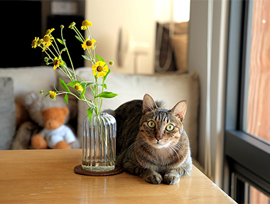 【家貓日記】從春到冬，一些貓時光與貓風景