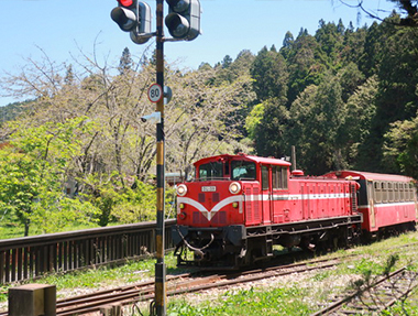2026.04.14 嘉義 阿里山國家森林遊樂區|森林火車