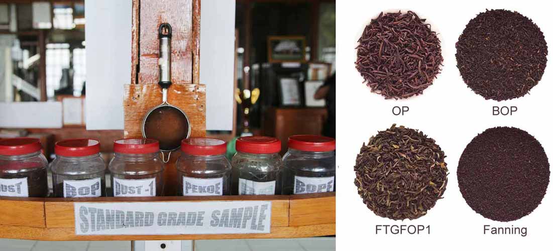 OP?BOP?FOP? 談紅茶的等級(修訂版)