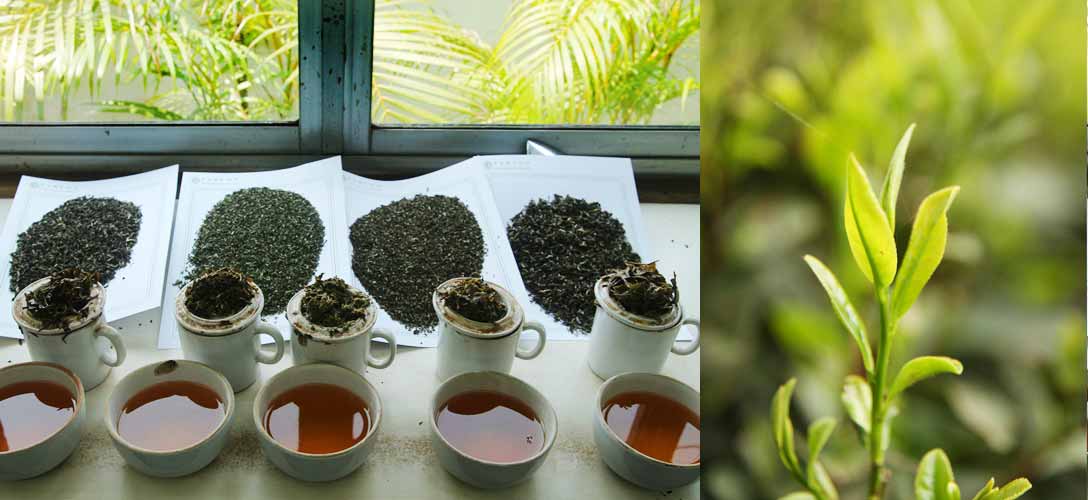 千芳齊放,紅茶品種