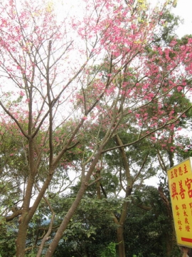 2012.02.12 內湖五指山賞春櫻