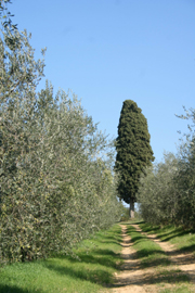 豔陽下的，托斯卡尼橄欖油