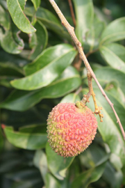 六月，玉荷包荔枝 （下） — 台灣水果月記／之二