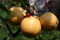 八月，宜蘭三星上將梨 （上） — 台灣水果月記／之四