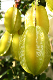 十月，白布帆楊桃（下）— 台灣水果月記／之六