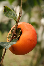 十一月，摩天嶺甜柿 — 台灣水果月記／之七