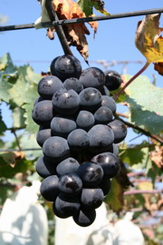 十二月，白毛台巨峰葡萄 — 台灣水果月記／之八