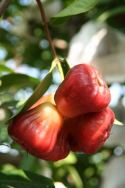 一月，屏東黑珍珠蓮霧（下） — 台灣水果月記／之九