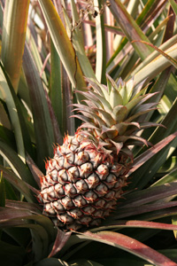 四月，關廟金鑽鳳梨（下）— 台灣水果月記／之十二