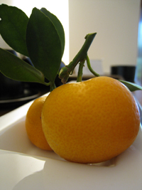 橙之滋味,及我的夏日調酒方