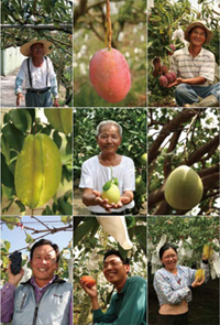 就是要吃，台灣水果（下） — Yilan新書《果然好吃》序