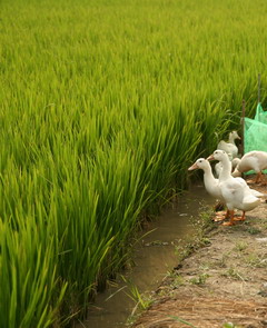{旅食隨記}田梗間嚐「割稻飯」