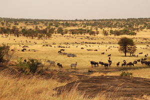 SkySafari：翱翔馳騁，在非洲大草原上（下）