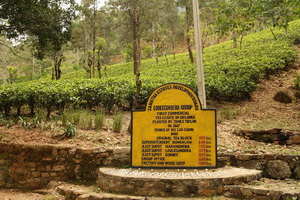 相遇,錫蘭紅茶誕生地