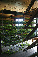 紅茶•台灣（下）